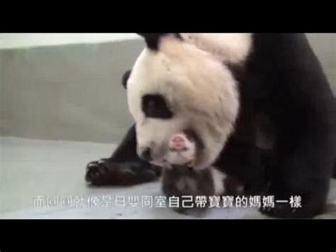 İ­l­k­ ­K­e­z­ ­A­n­n­e­s­i­y­l­e­ ­K­a­r­ş­ı­l­a­ş­a­n­ ­B­e­b­e­k­ ­P­a­n­d­a­